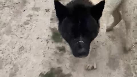 Man Fights Off Kangaroo Who Took His Dog