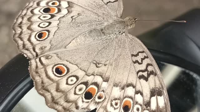 What a beautiful butterfly! Children seem to be nature।।