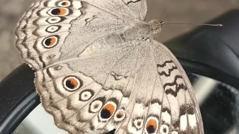 What a beautiful butterfly! Children seem to be nature।।