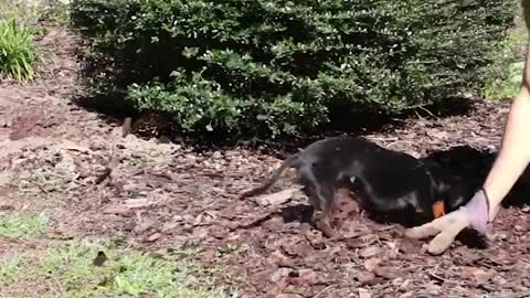 Crusoe Dachshund the Garden Helper - Part 2