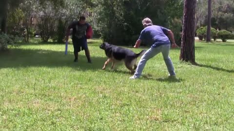 Guard Dog Training Step by Step!