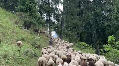 Kasol || Himachal Pradesh ||