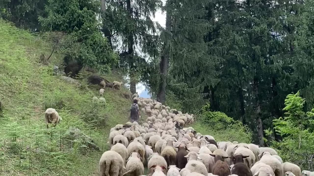 Kasol || Himachal Pradesh ||