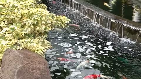 Koi pond