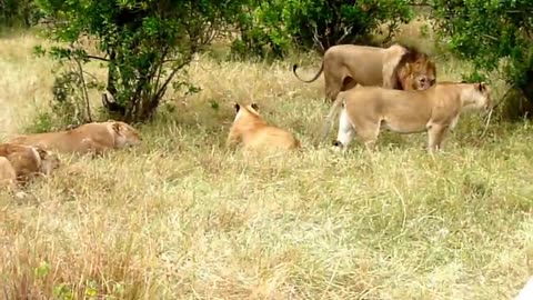 Two Lions Fight