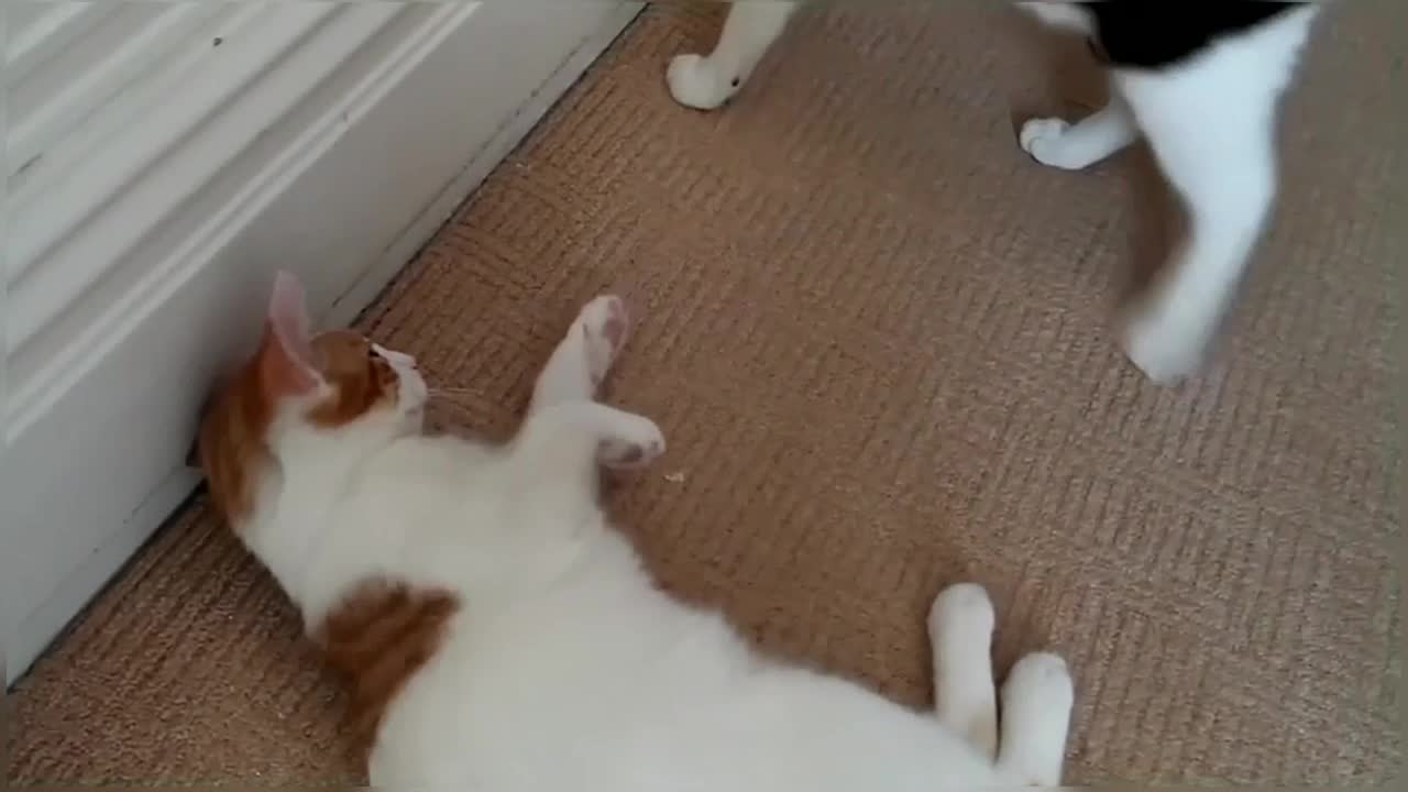 Epic Cat fight