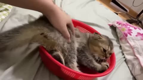 Naughty cute cat