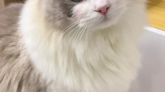 Learn to meow together