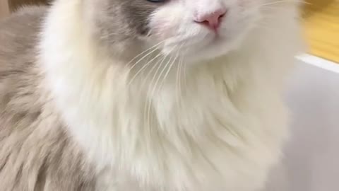Learn to meow together