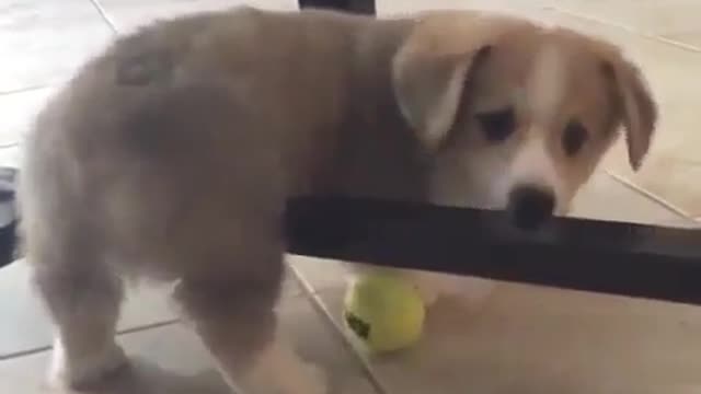 Dogs are entertaining themselves
