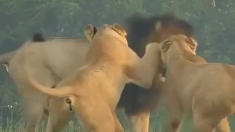 Lion Fight