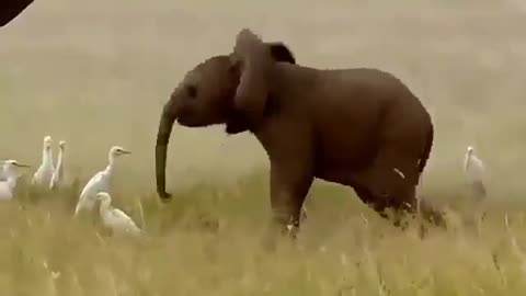 Baby Elephant Playing