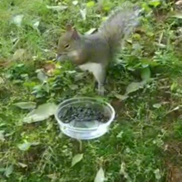 Cute and adorable squirrel 🐿️🥰Mika The Squirrel 🐿️😍.