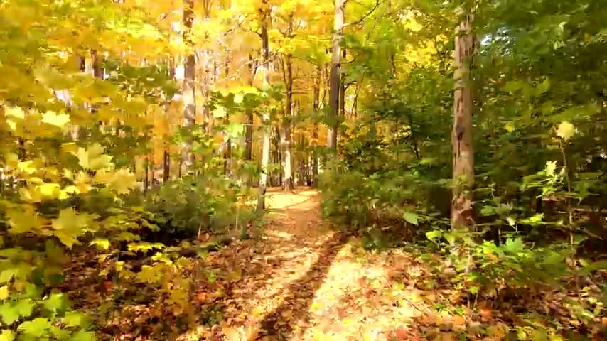 nature beauty walking in forest