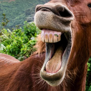 Kostenlose Konten-Kirmes