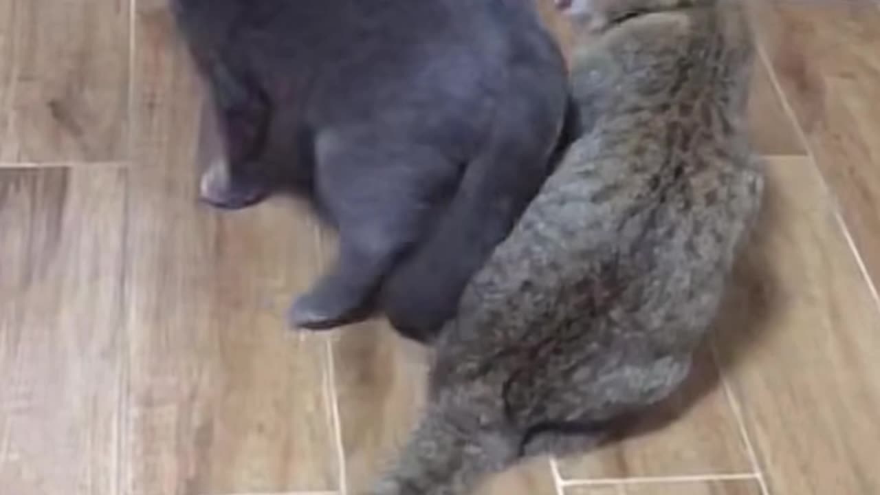 Two #Cats #funny_ funny# fight _very "interesting #video 🐾🤣🤑