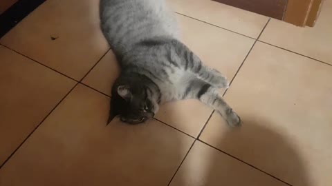 Funny Lazy Cat Playing