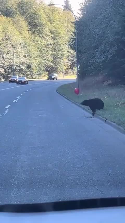 Bear Cub Versus Balloon