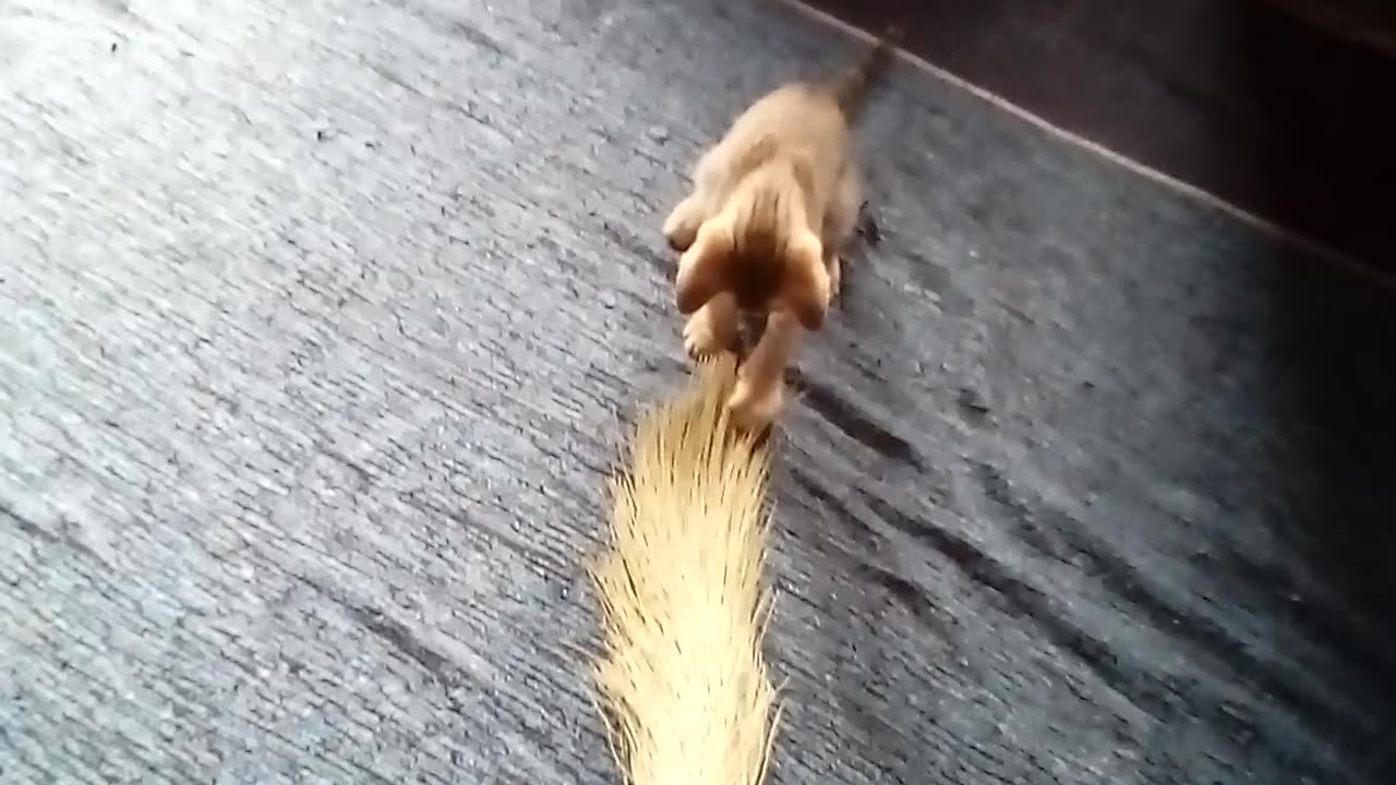 Cat jumping