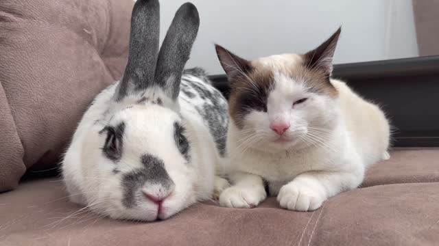 The First Meeting of a Cat and a Rabbit