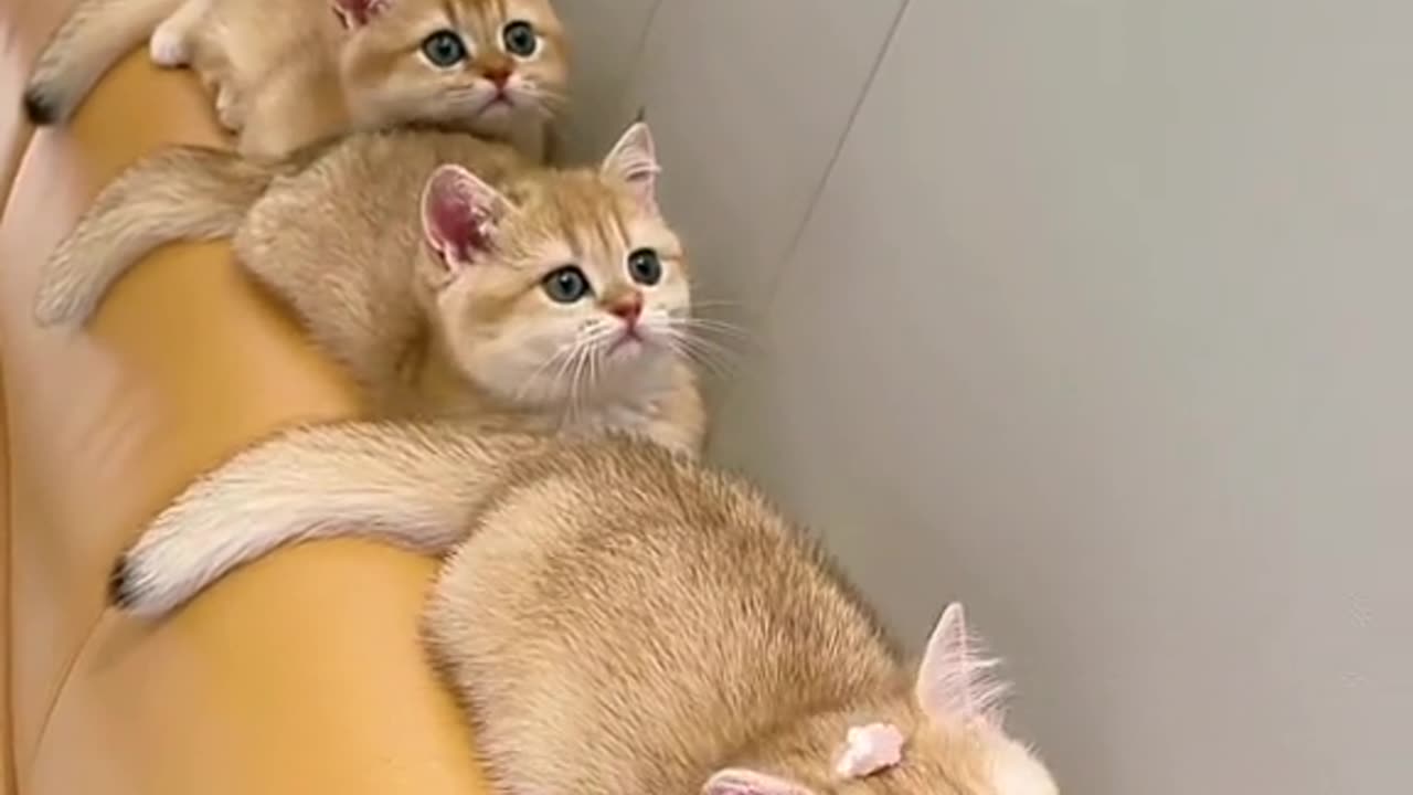 Cute & beautiful cats