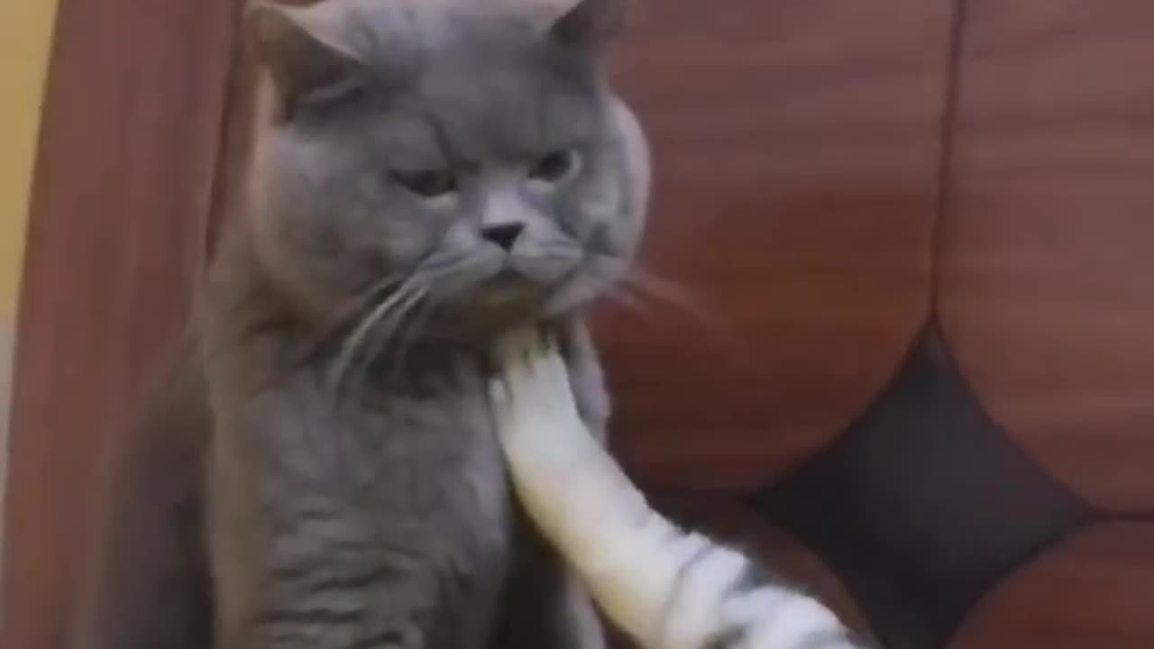 Funny cats and animals videos