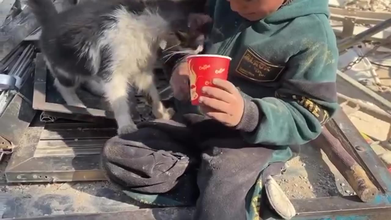 A child in Gaza is feeding a kitten.