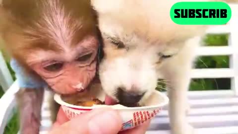 Monkey Baby Bon Bon doing shopping in Kinder Joy Egg store and eat chocolate with puppy