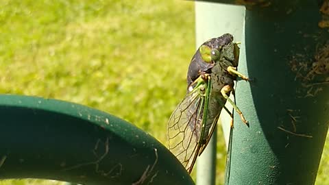 The lovely sounds of cicadas