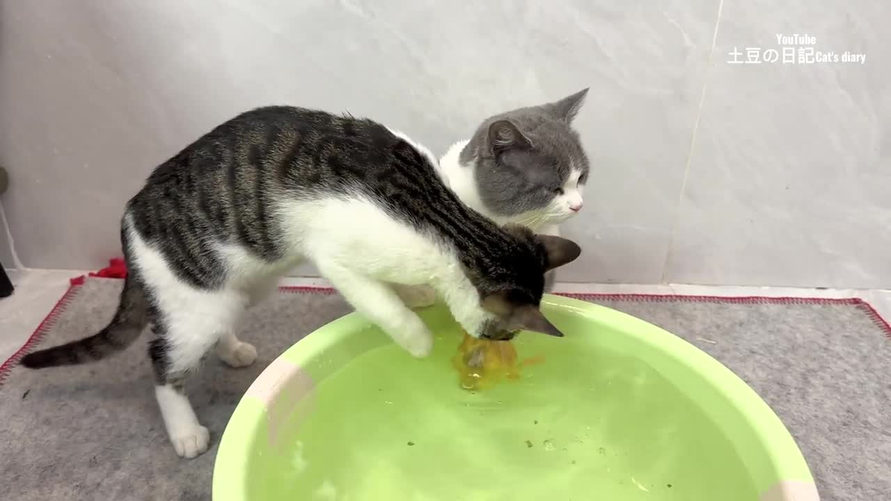 The kitten suspects that the duckling is drowning! Duckling is swimming and taking a bath