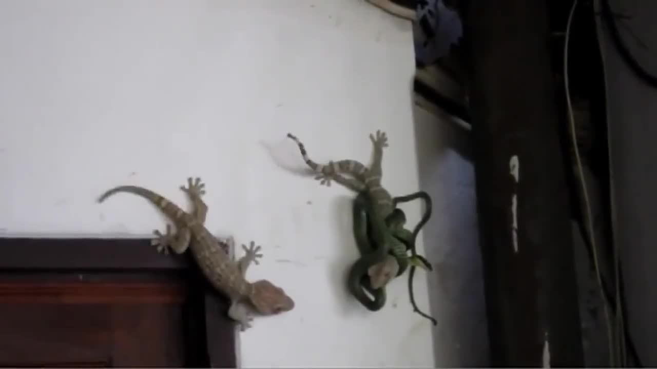 Gecko saves his friend from a snake in Thailand.