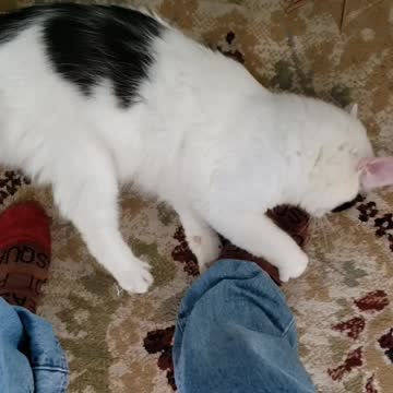 Strollin' & Rollin' with Rebel