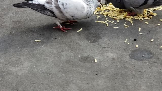 2 Cute Pigeons eating thier daily snacks (very Relaxing to watch)