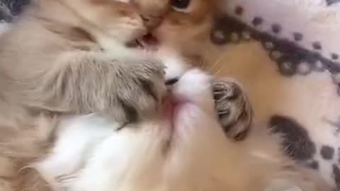 Cute Kitten - Cute Cats