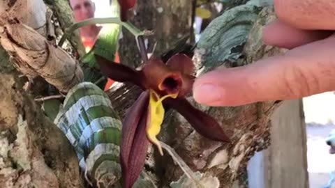 Have you ever seen an orchid 'attack'?