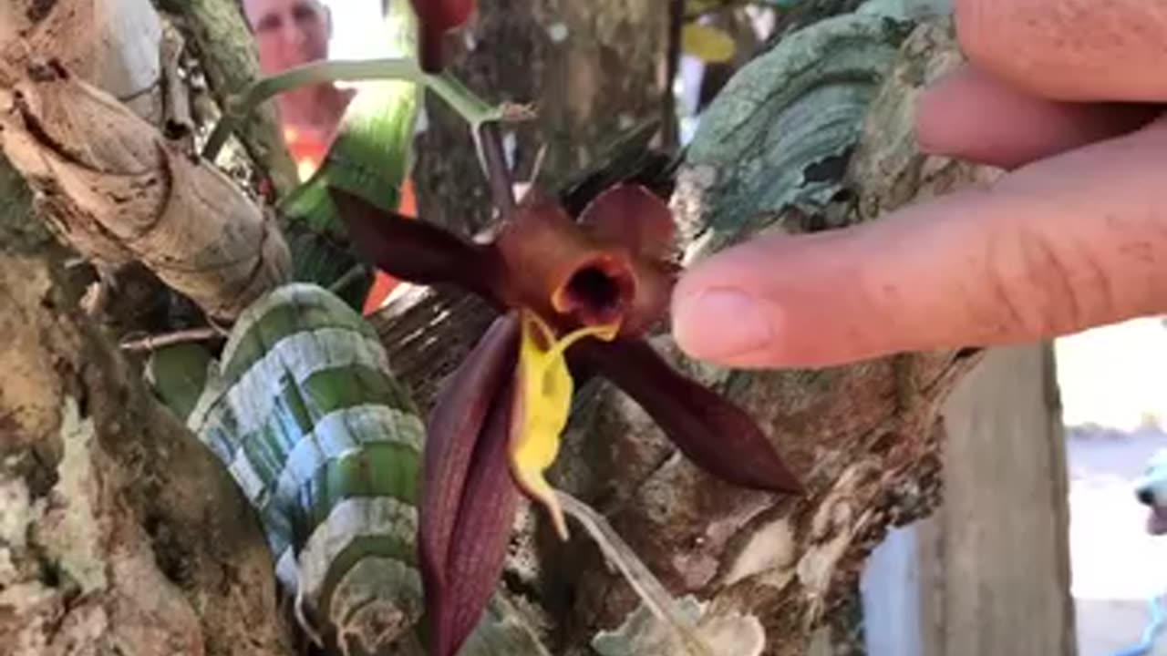 Have you ever seen an orchid 'attack'?