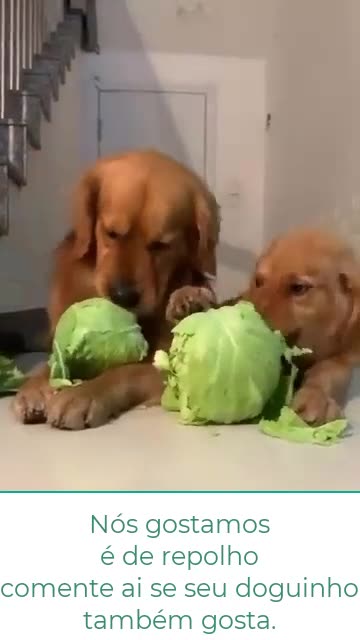 WHAT WE LIKE IS CABBAGE.