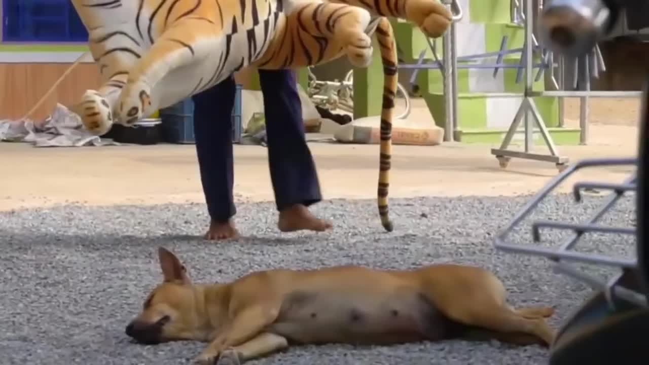 Troll prank with dog by fake lion...