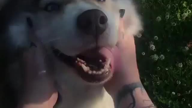 Funniest Siberian Husky Dog Videos 😁😇 Best Funny Animal Videos 2022 😺 Funny Dog Videos 2022 😁