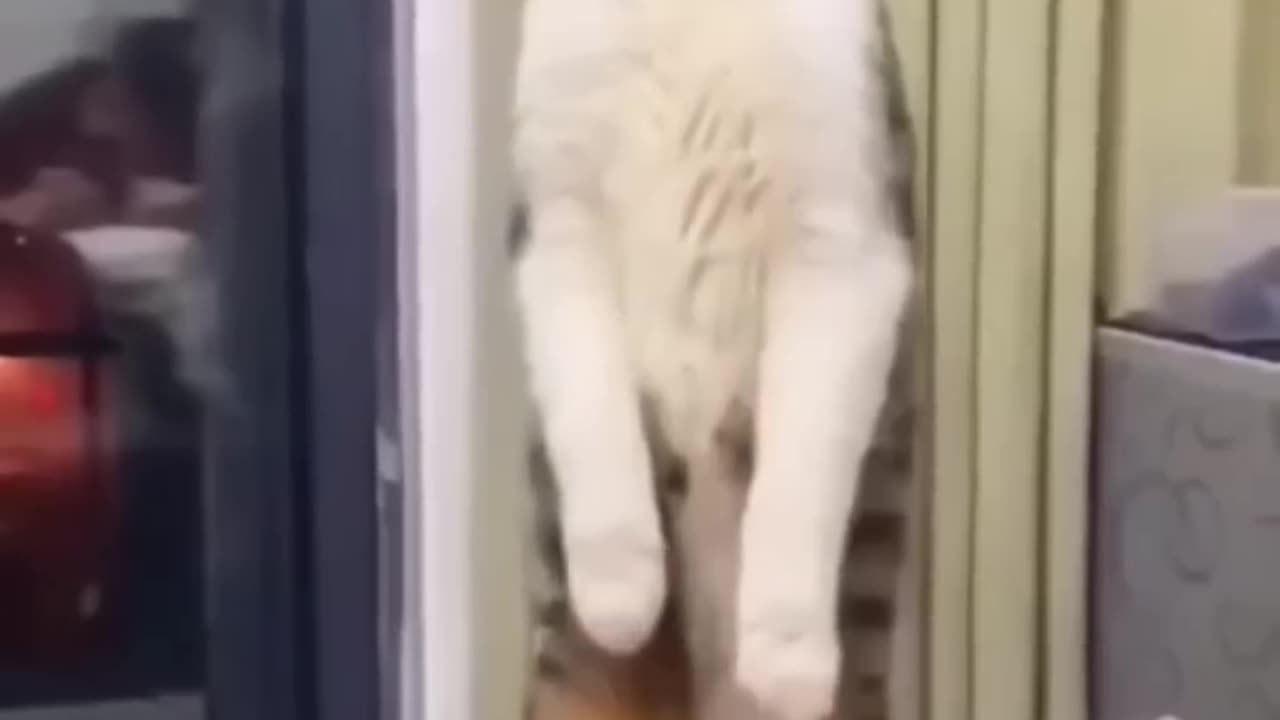 Funny Cats