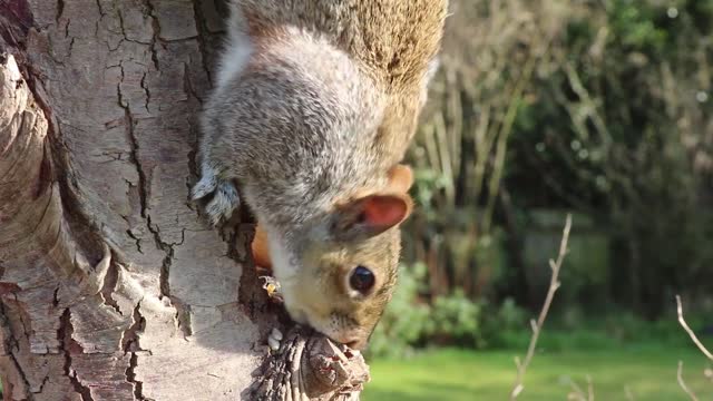 the gnawing squirrel