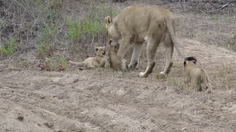 Lioness and her 9 week old cubs in the Sabi Sand