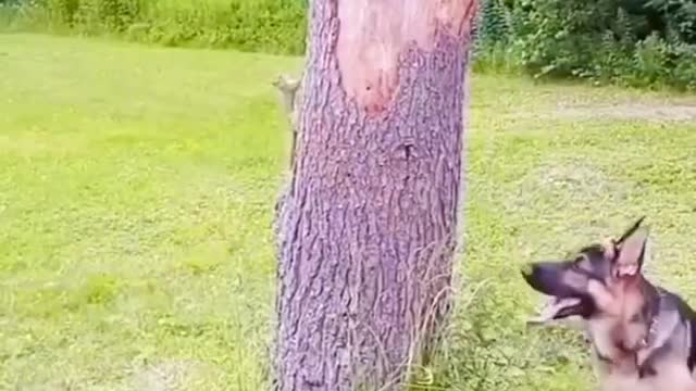 [Lucky Day] German Shepherd A##ack on Squirrel