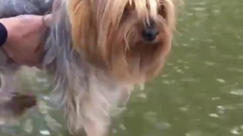 Cute dog video