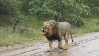 Big male Lions in the rain.