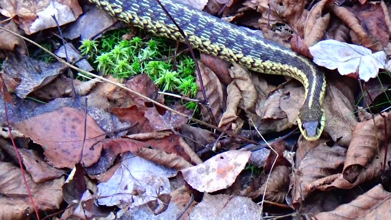 Garter Snake