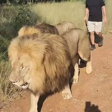 Walking lion