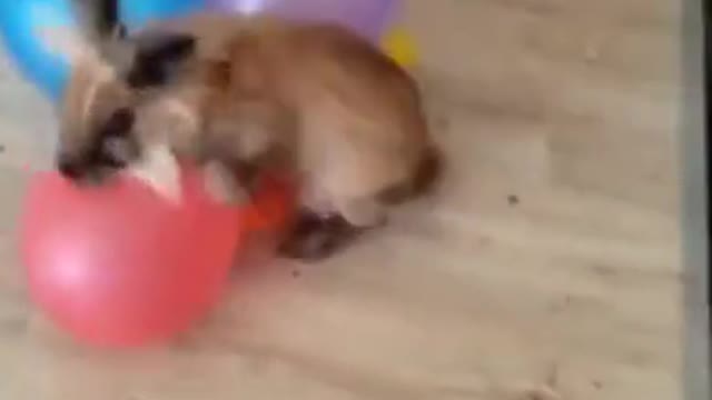 Rabbit Balls