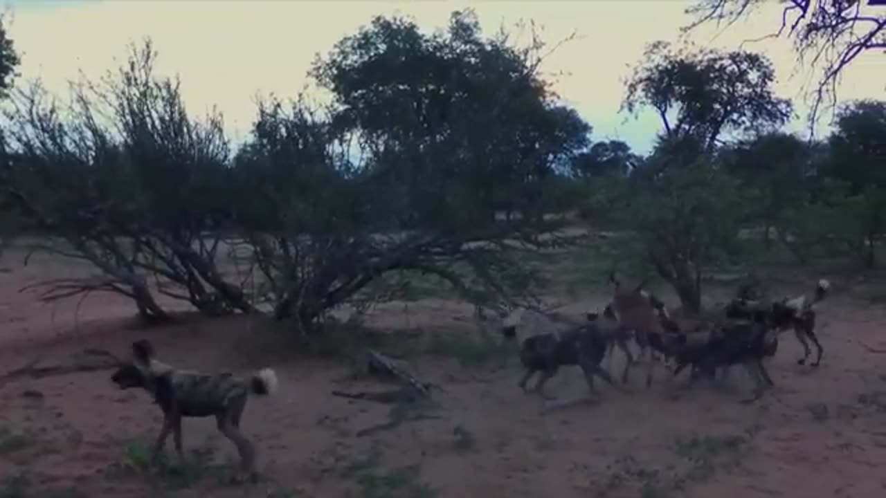 The Most Successful Hunter In Africa | Wild Dogs Documentary | Real Wild