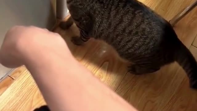 249_😂😂😂 #catsoftiktok #catlover #pet #catstagram #cattok #foru